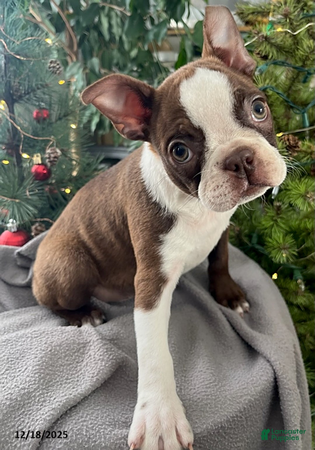 Boston Terrier dogs for sale: Hickory - Ad 7