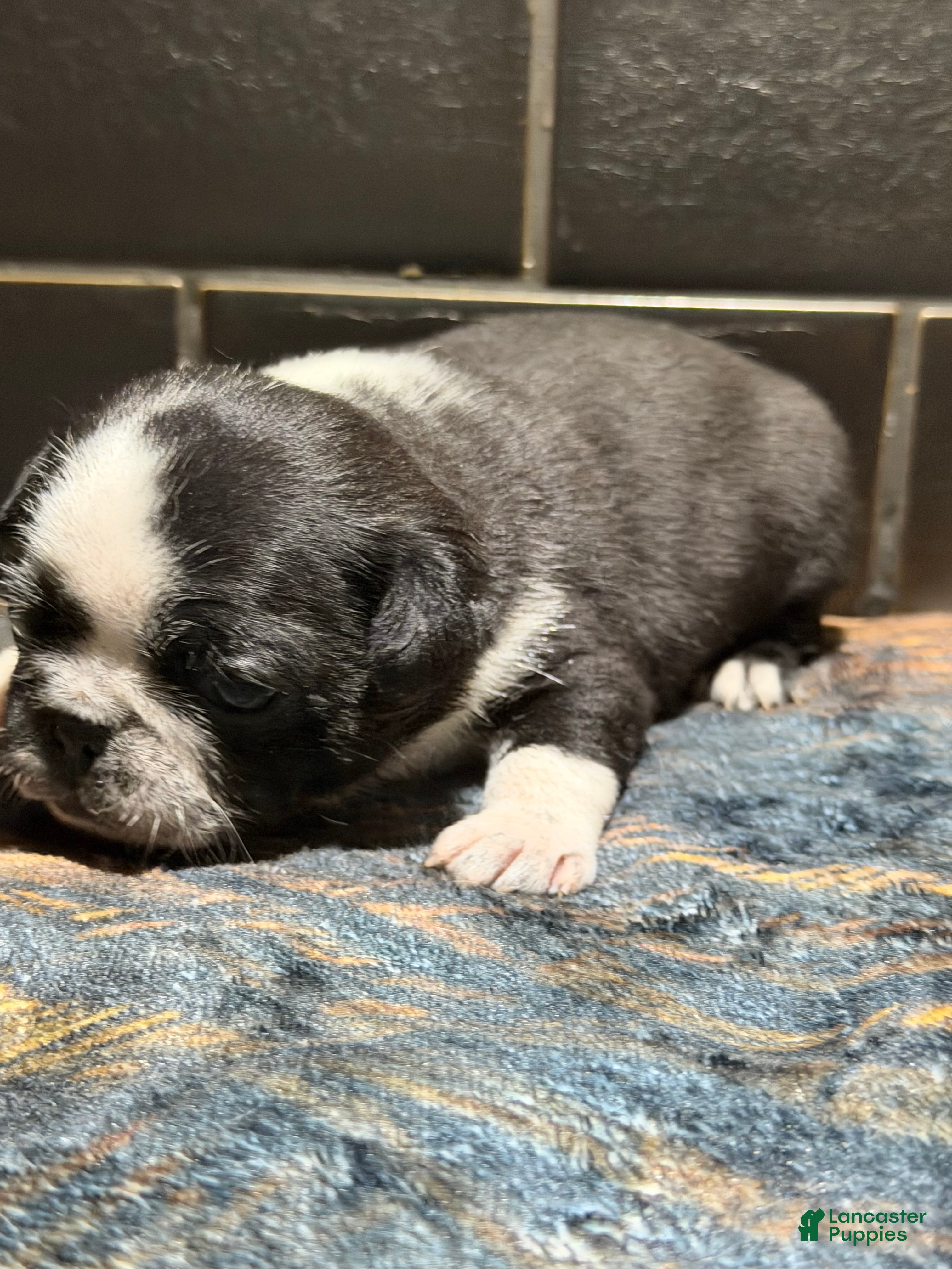 Pug dogs Panda  - Ad 42