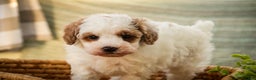 Miniature Poodle dogs for sale: Rozz - Ad 5