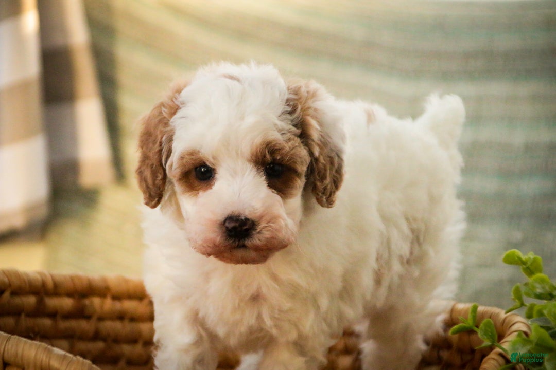 Miniature Poodle dogs for sale: Rozz - Ad 5