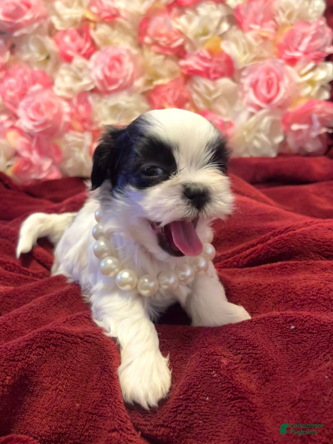 Shih Tzu dogs for sale: Judy - Ad 3
