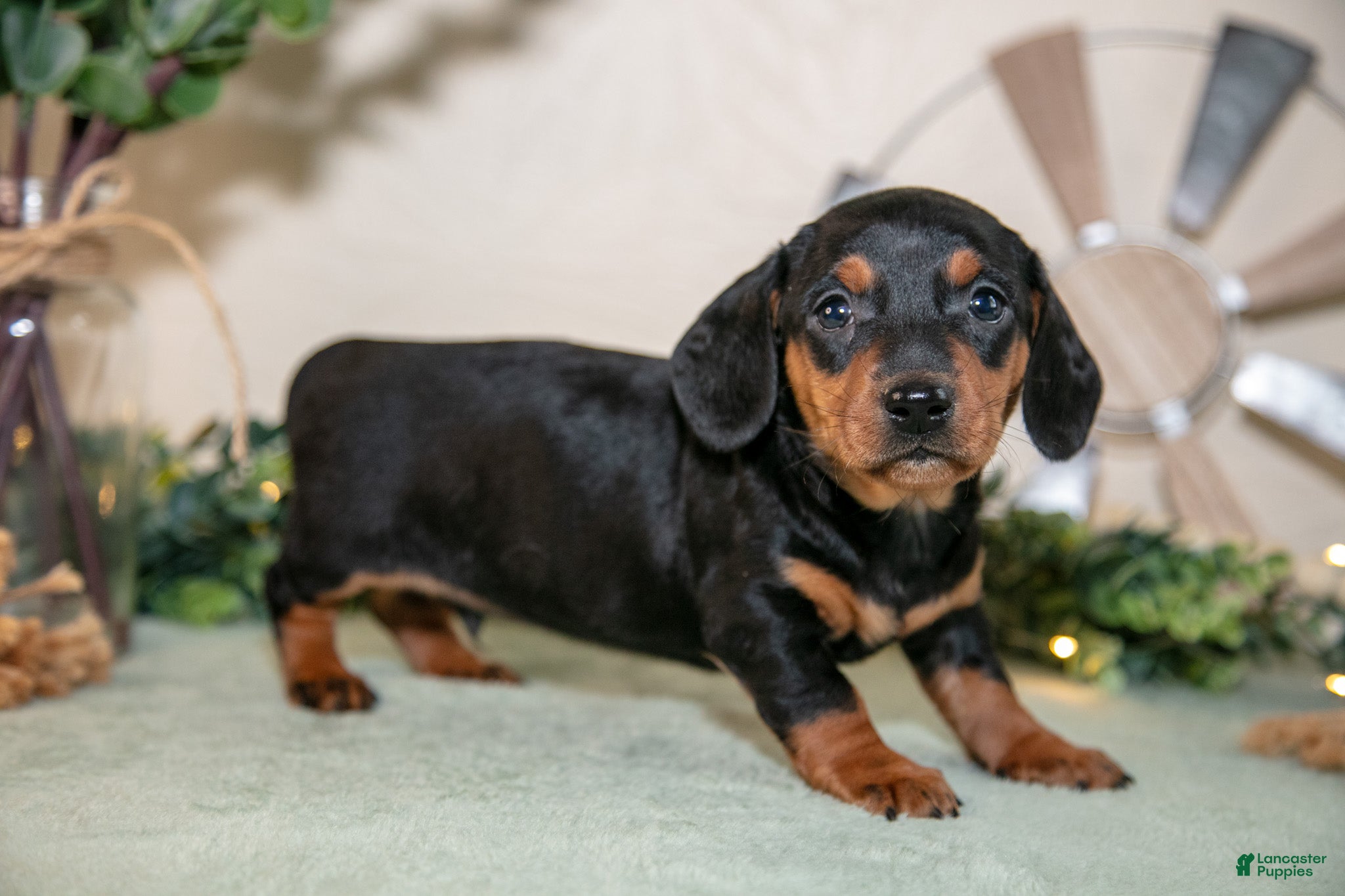 Miniature Dachshund dogs Skylar - Ad 1