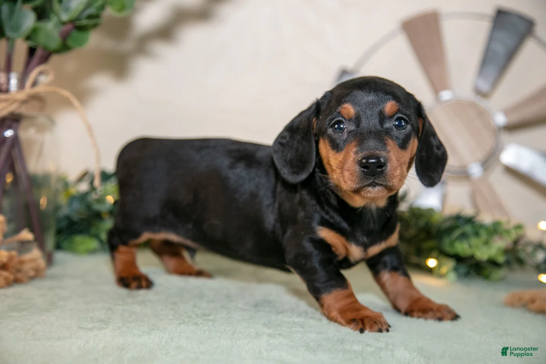 Miniature Dachshund dogs for sale: Skylar - Ad 1