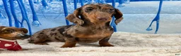 Miniature Dachshund dogs for sale: Rianna dappleShow boy - Ad 4