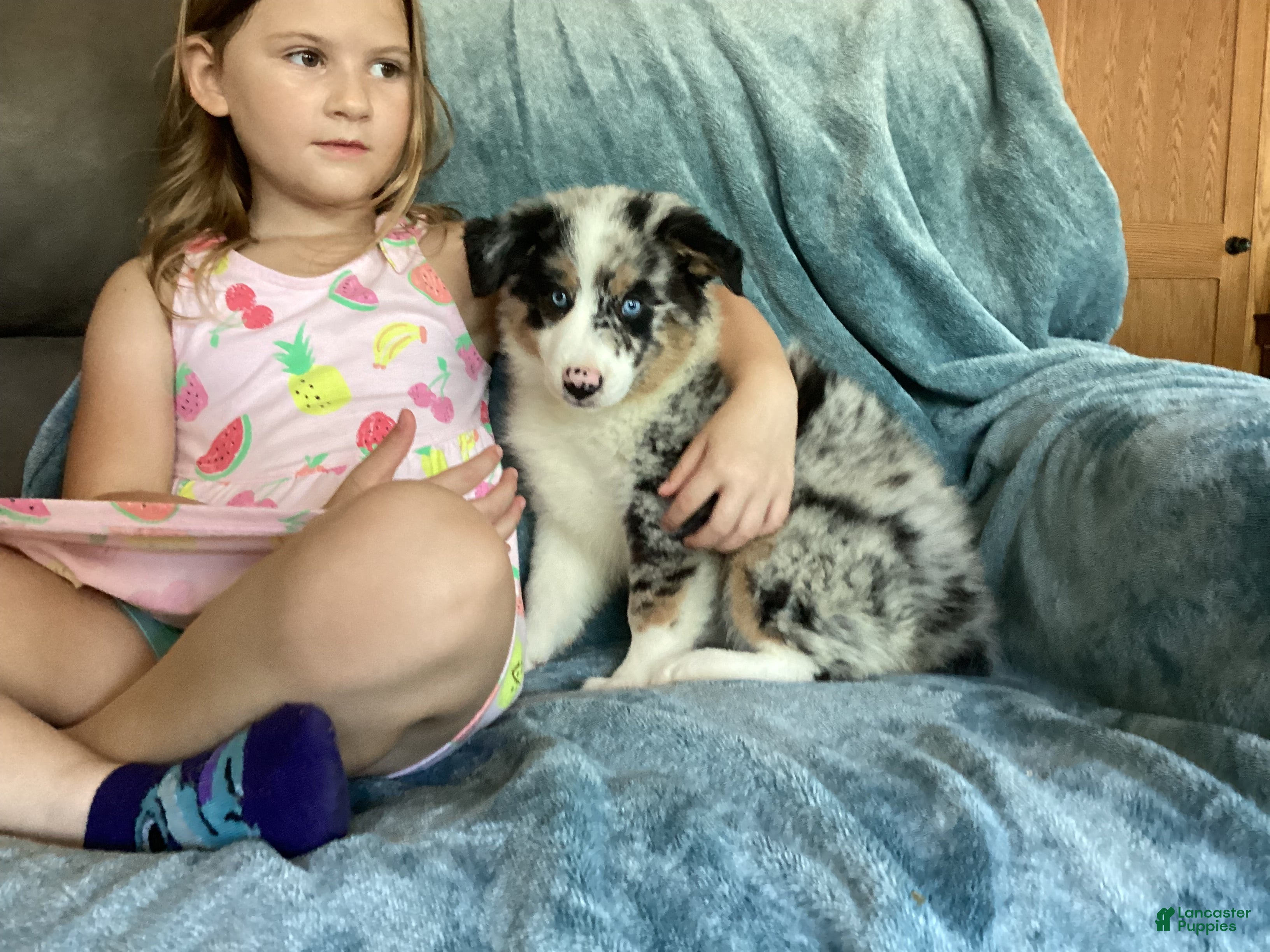 Australian Shepherd dogs Tess - Ad 1