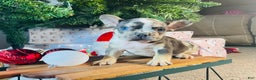 French Bulldog dogs for sale: MILLIE  - Ad 2