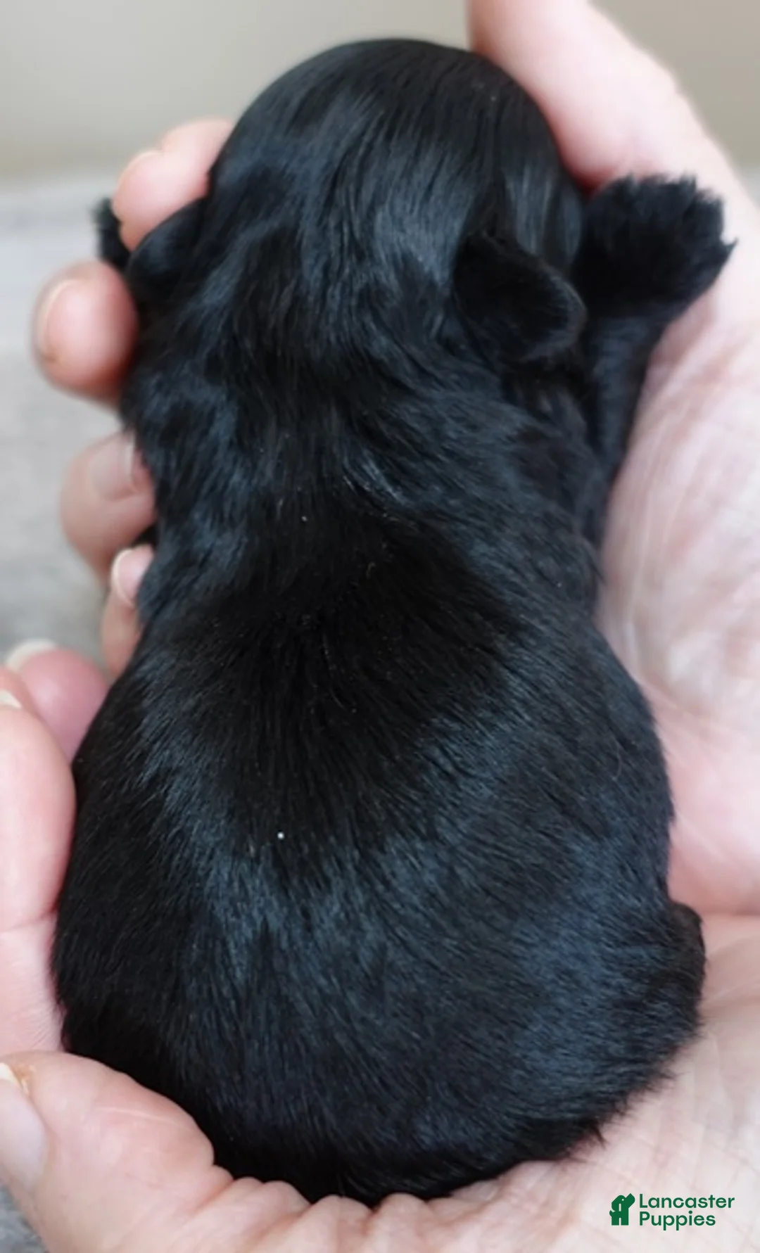 Maltipoo dogs for sale: Emersyn - Ad 10