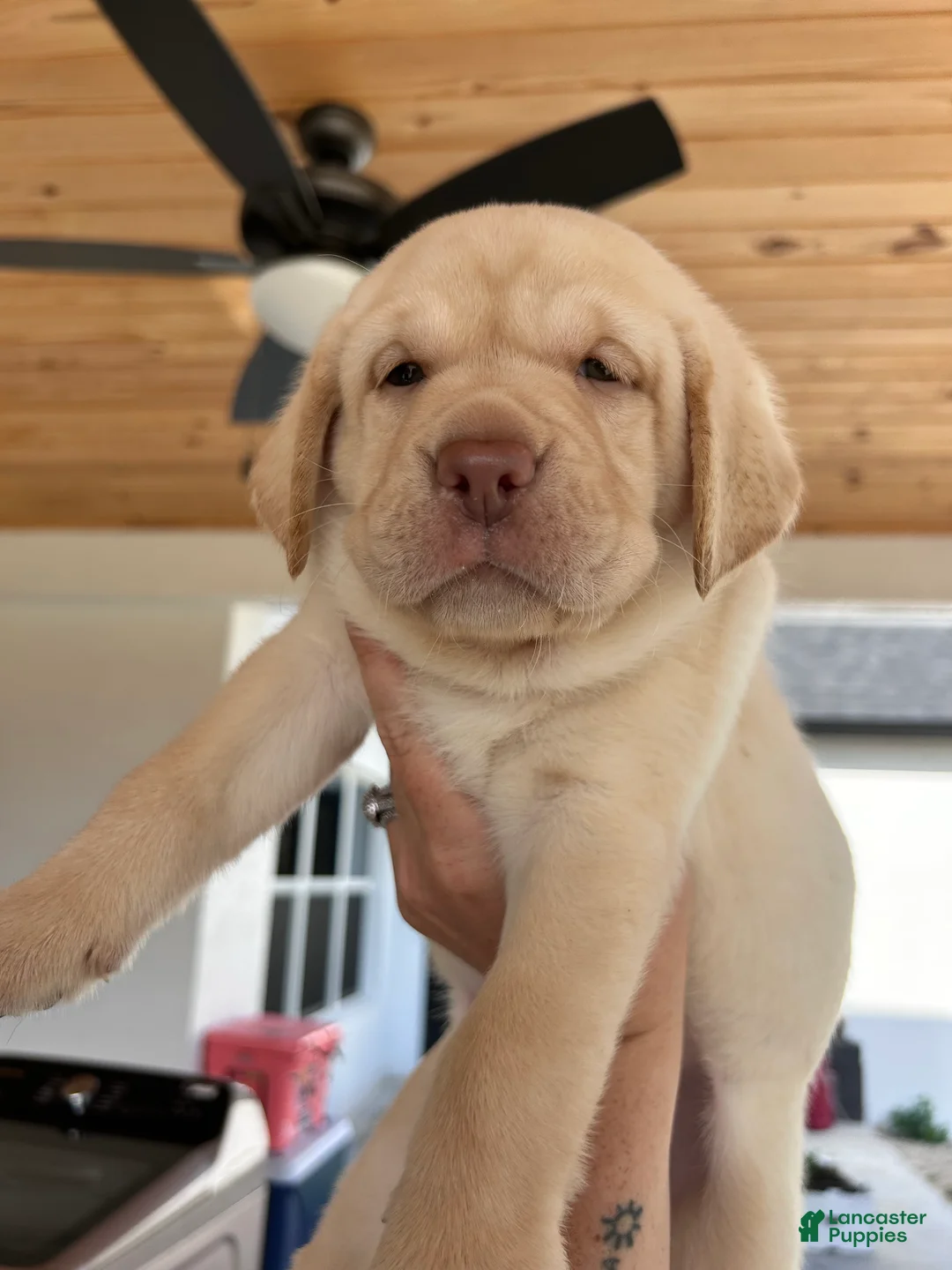 Gallery Image {{count}}