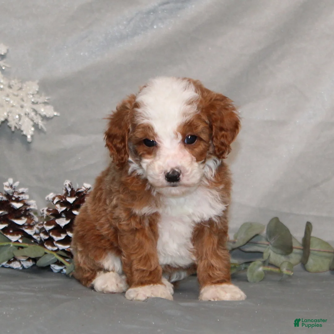 Miniature Poodle dogs for sale: Quincy - Ad 2