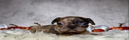Mixed Breed dogs for sale: Miss Maisie  - Ad 6