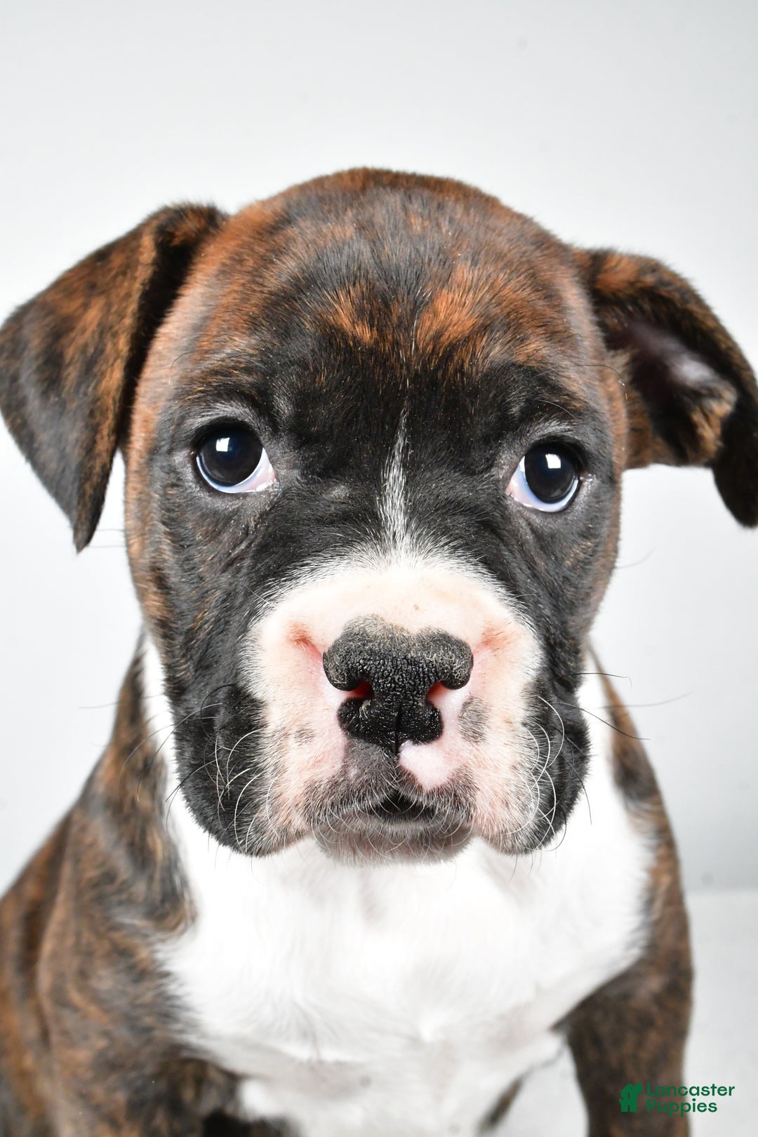 Boxer dogs for sale: Amber - Ad 2