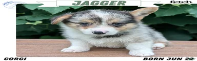 Jagger