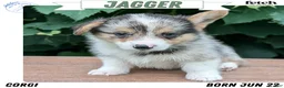 Welsh Corgi Pembroke dogs for sale: Jagger - Ad 1