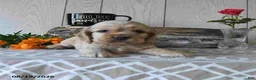Cocker Spaniel dogs for sale: Banjo - Ad 3