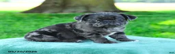 Pug dogs for sale: Aaron - Ad 2