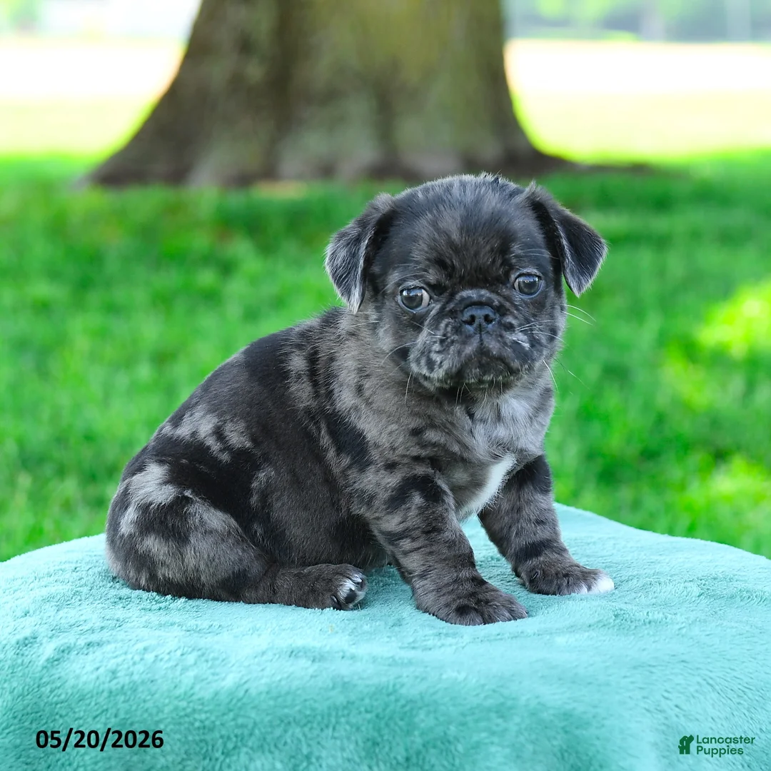 Pug dogs for sale: Aaron - Ad 2