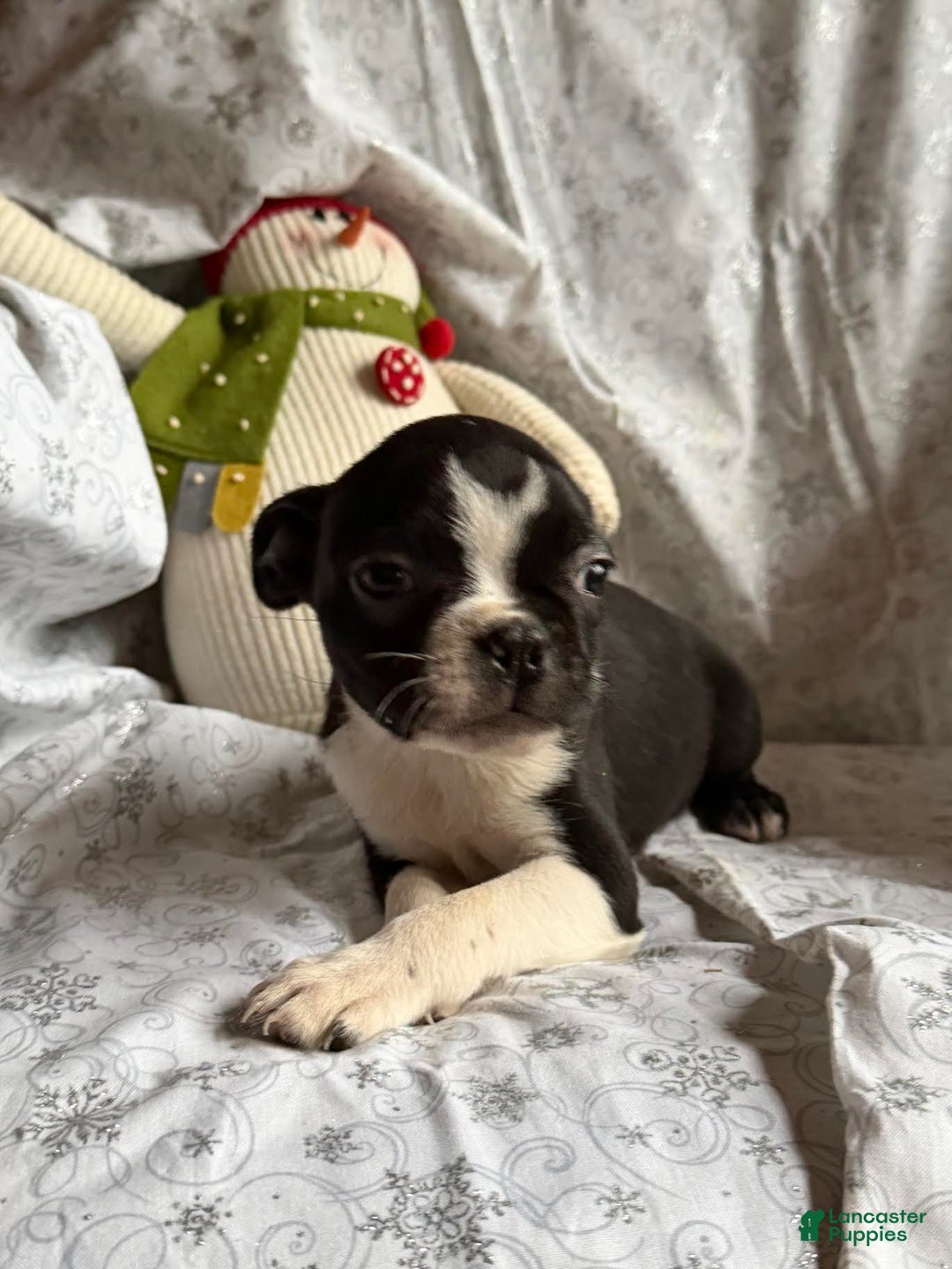 Boston Terrier dogs for sale: Minnie - Ad 2