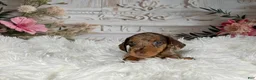 Miniature Dachshund dogs for sale: AKC-Charlotte - Ad 6
