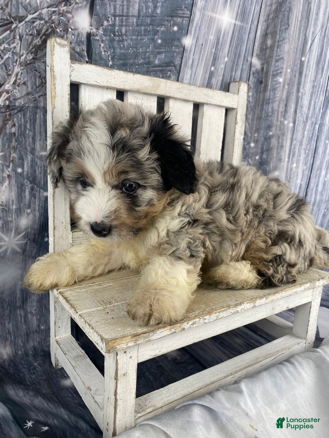 Mini Aussiedoodle dogs for sale: Ivy - Ad 6