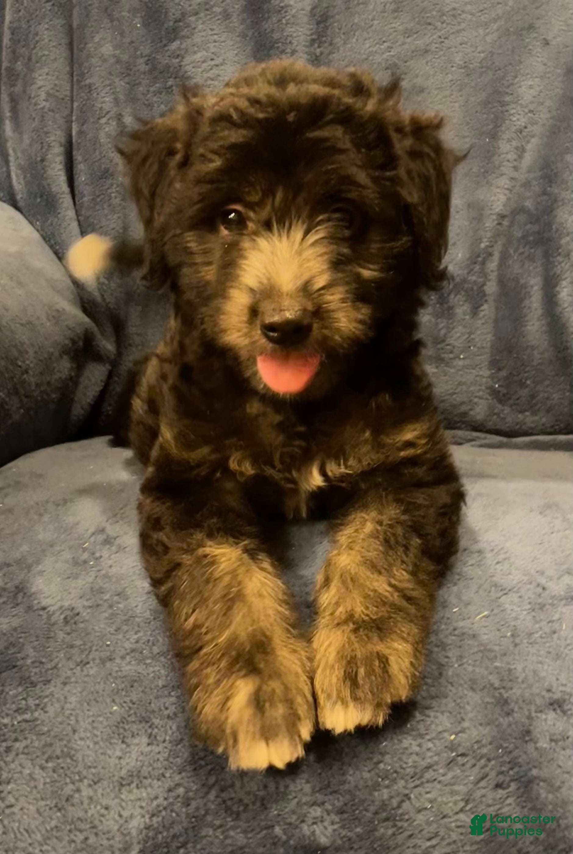 Mixed Breed dogs Willow - Ad 18