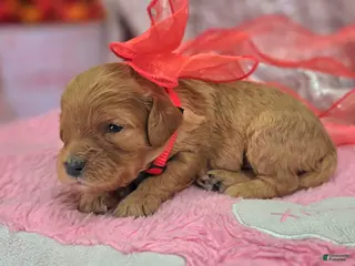 Cavapoo dogs Slate - Ad 27