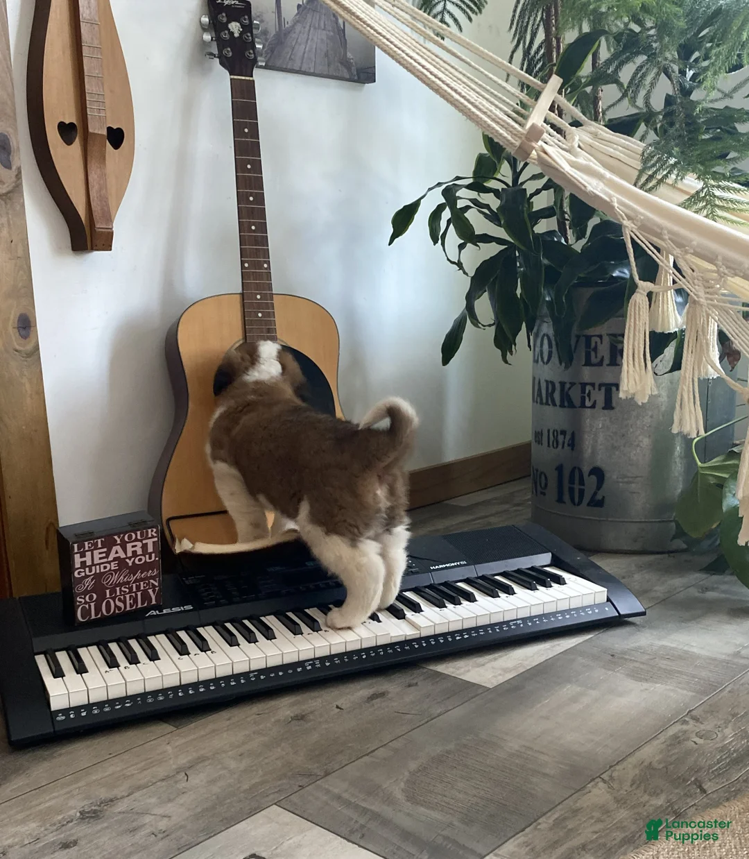 Saint Bernard dogs for sale: MAX - Ad 3