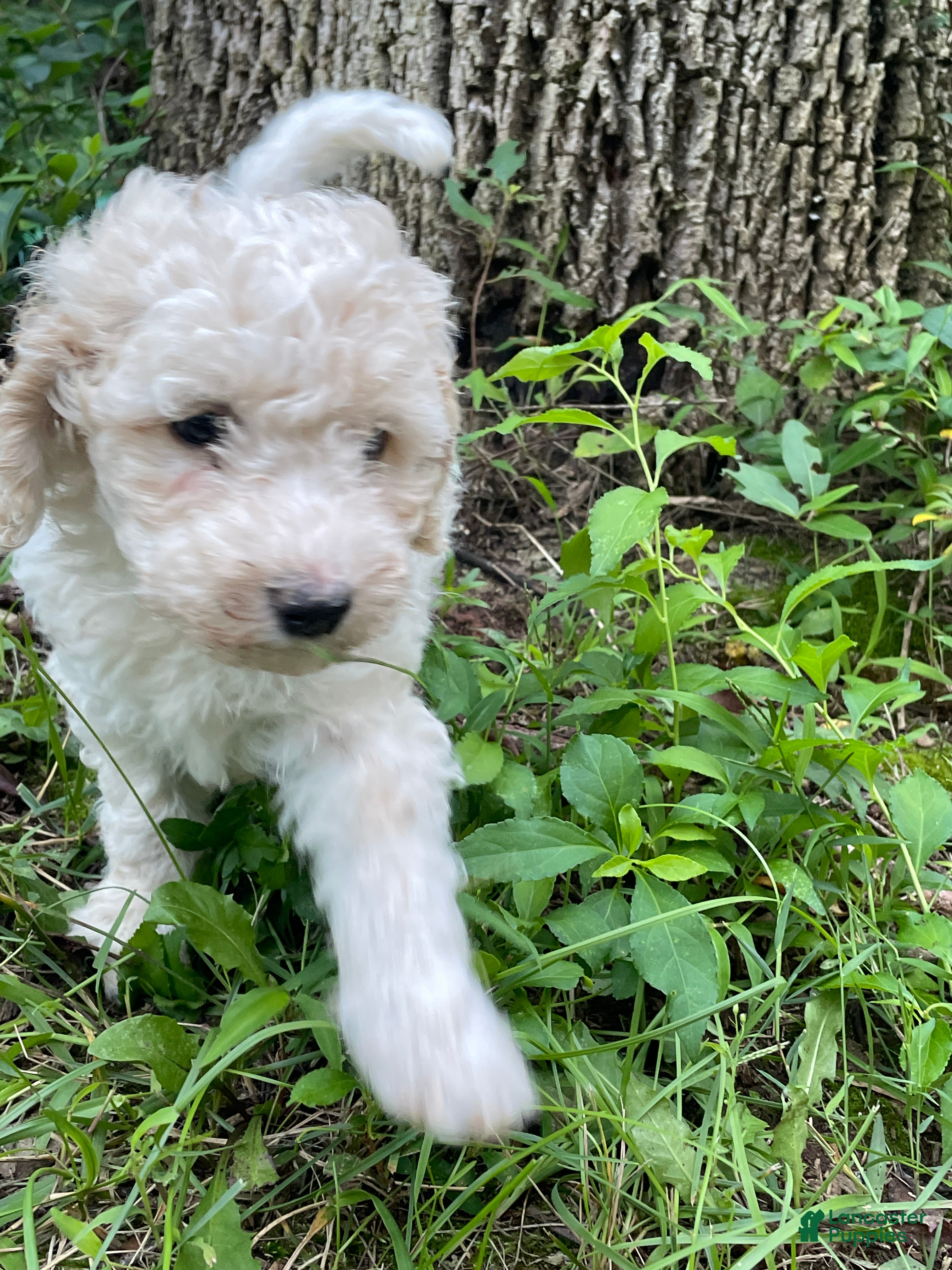 Mini Aussiedoodle dogs Cream - Ad 1