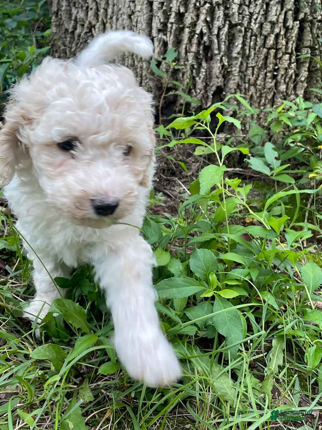 Mini Aussiedoodle dogs for sale: Cream - Ad 1