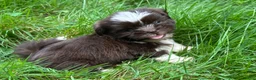 Shih Tzu dogs for sale: Shih Tzu 1 - Ad 3