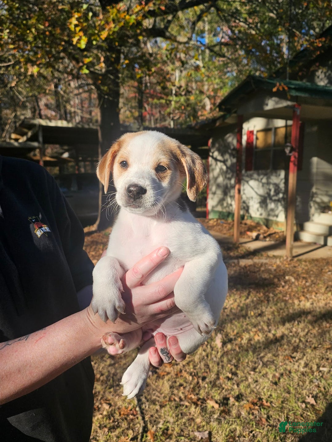 Mixed Breed dogs for sale: Mixed Breed Puppy 1 - Ad 2