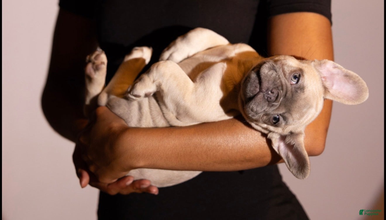 French Bulldog dogs French Bulldog Puppy 6 - Ad 1