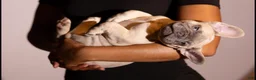 French Bulldog dogs for sale: French Bulldog Puppy 6 - Ad 1