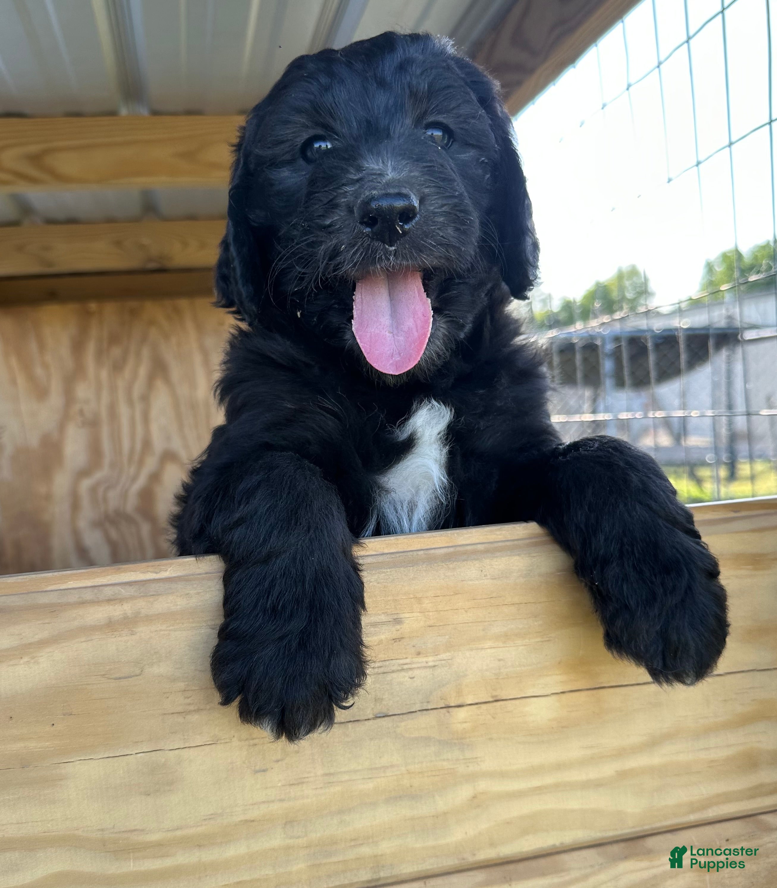 Aussiedoodle dogs Aussiedoodle Puppy 3 - Ad 20