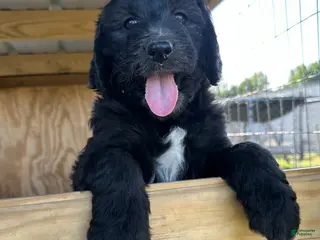 Aussiedoodle dogs Aussiedoodle Puppy 3 - Ad 20