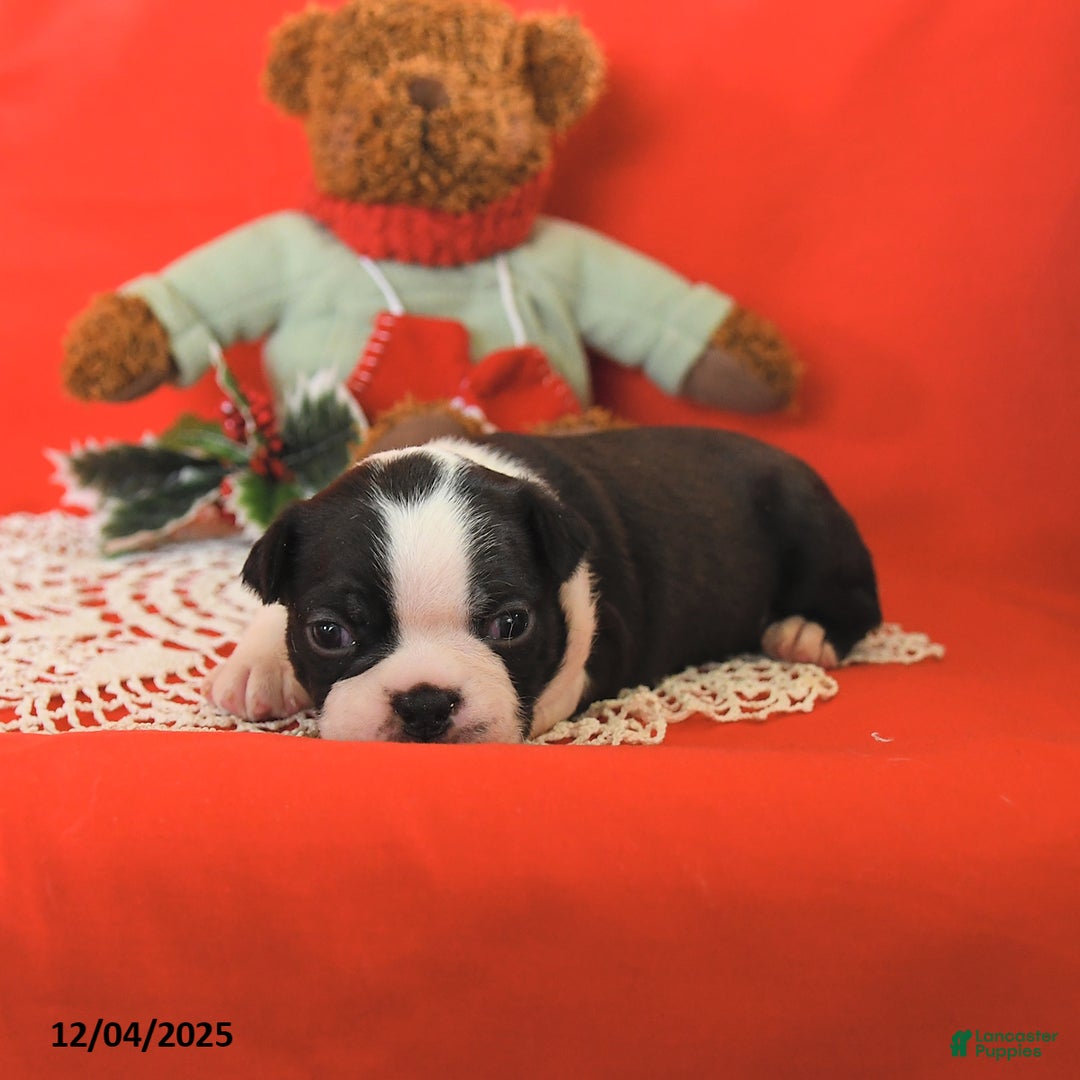 Boston Terrier dogs for sale: Prancer - Ad 3