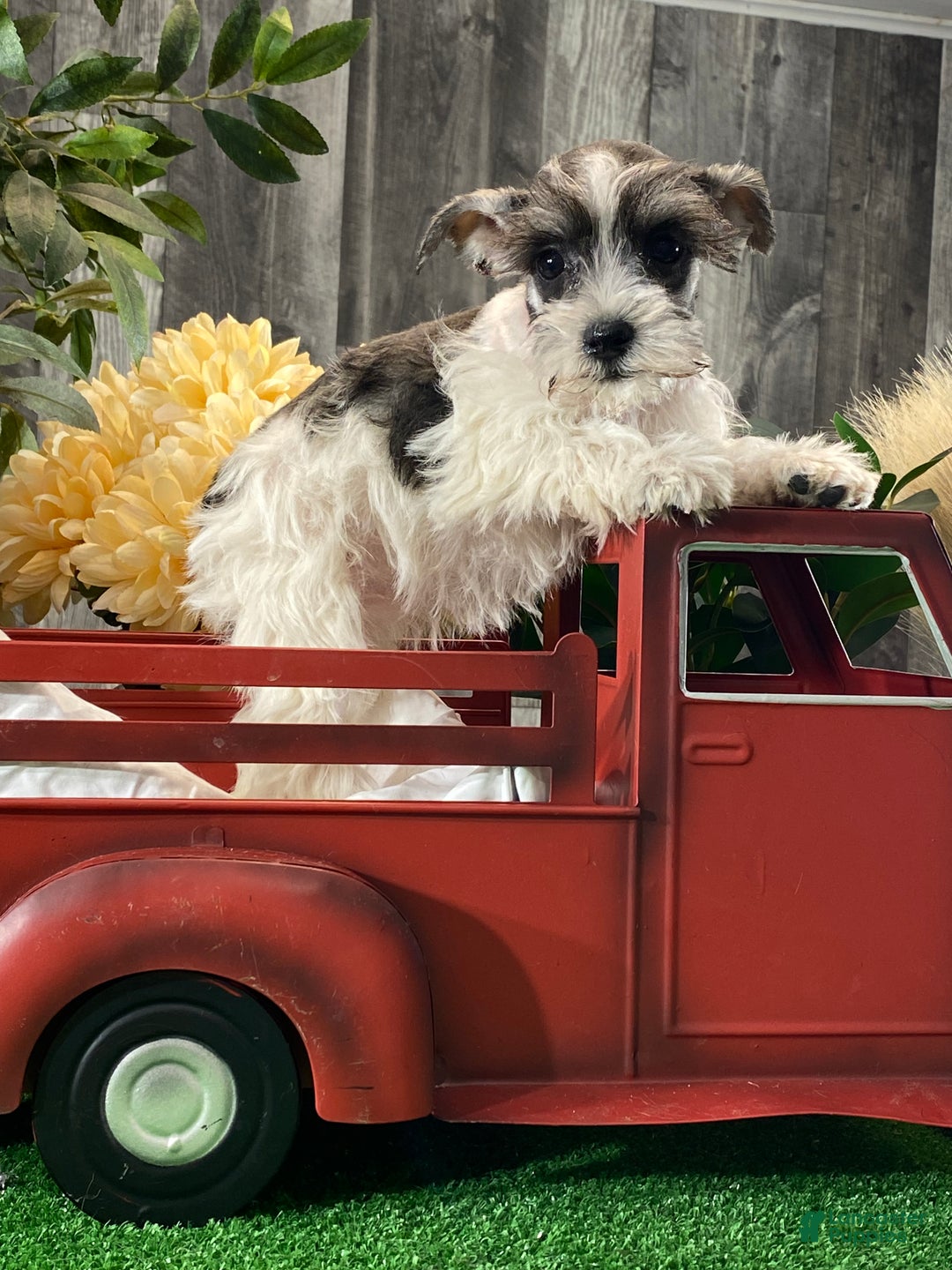 Miniature Schnauzer dogs for sale: Kate - Ad 2