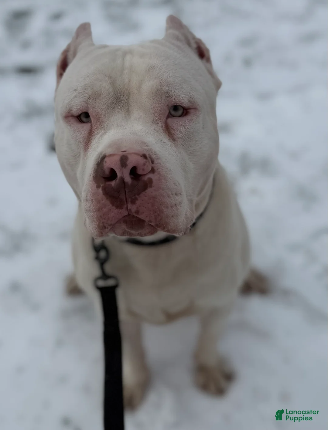 American Bully dogs for sale: Marshmallow  - Ad 14