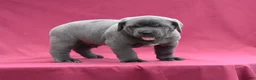 Cane Corso dogs for sale: Tank - Ad 6