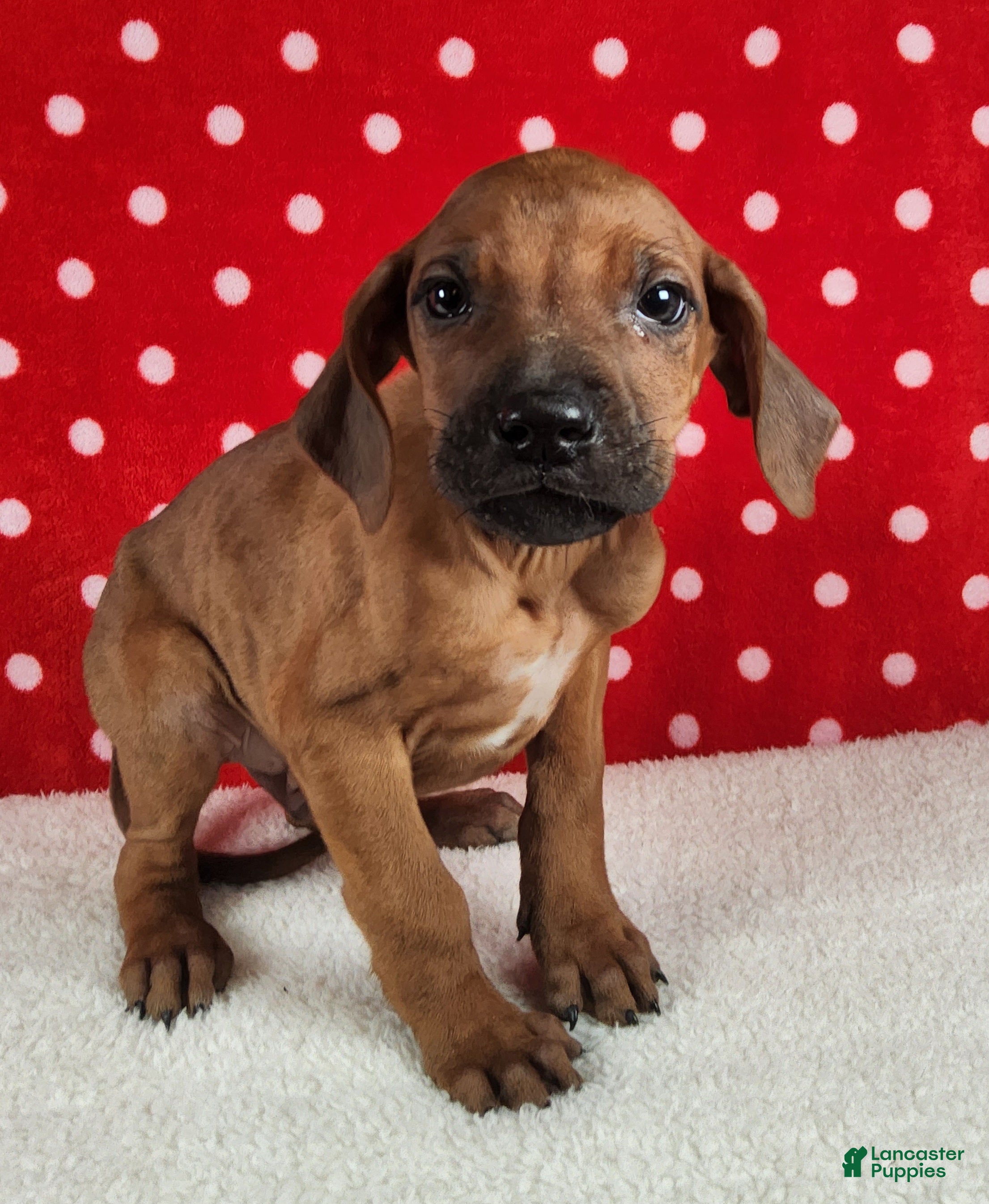 Rhodesian Ridgeback dogs Toby - Ad 33