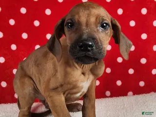 Rhodesian Ridgeback dogs Toby - Ad 33