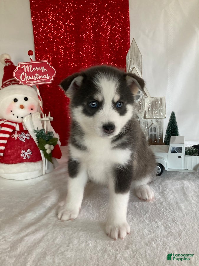 Pomsky dogs Max - Ad 32