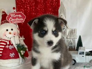 Pomsky dogs Max - Ad 14