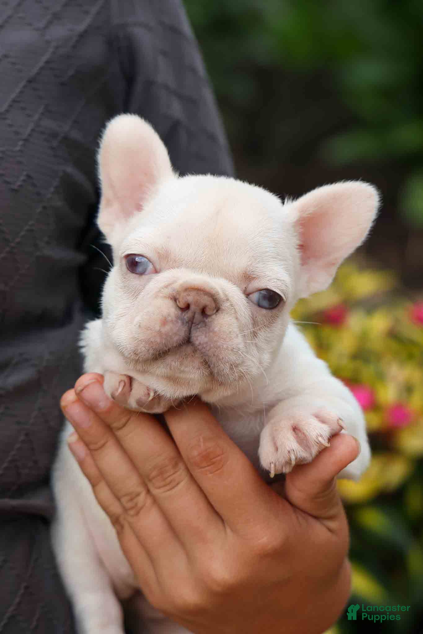 French Bulldog dogs  Rosa💖 - Ad 2