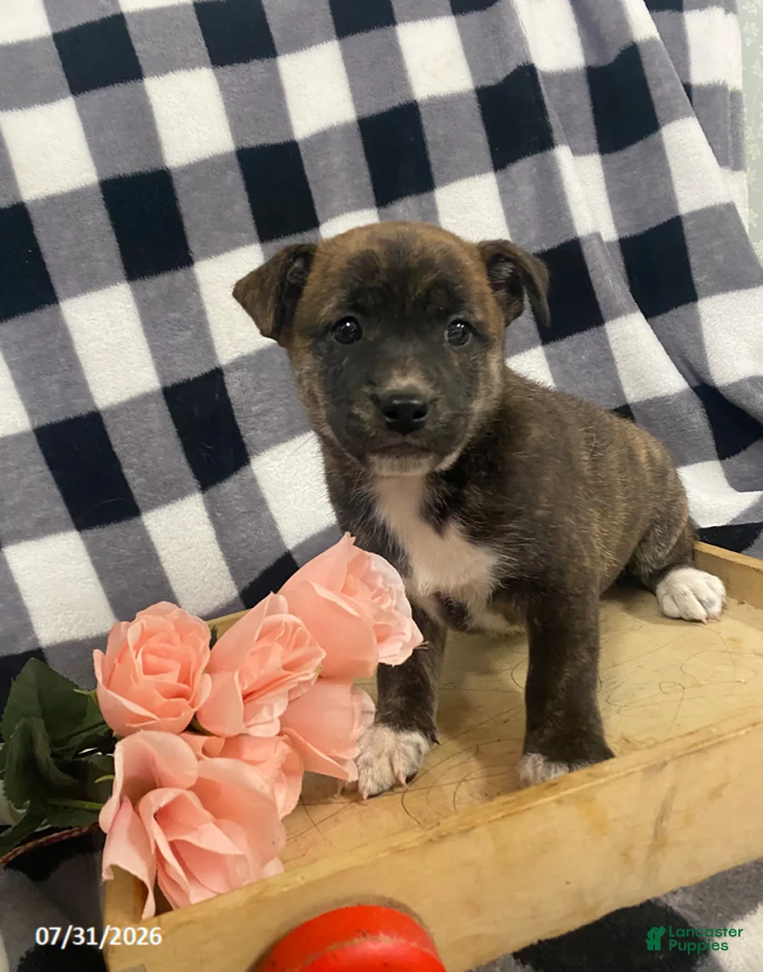 Mixed Breed dogs for sale: Boots - Ad 1