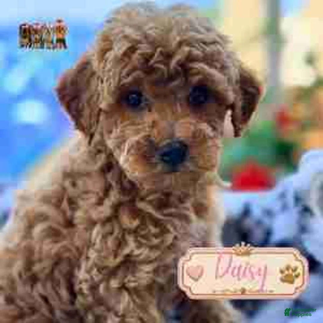 Mini Goldendoodle dogs for sale: Daisy - Ad 1