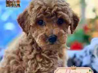 Mini Goldendoodle dogs Daisy - Ad 18