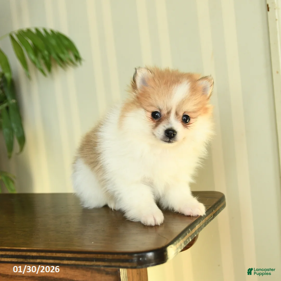 Pomeranian dogs for sale: Cupcake - Ad 5
