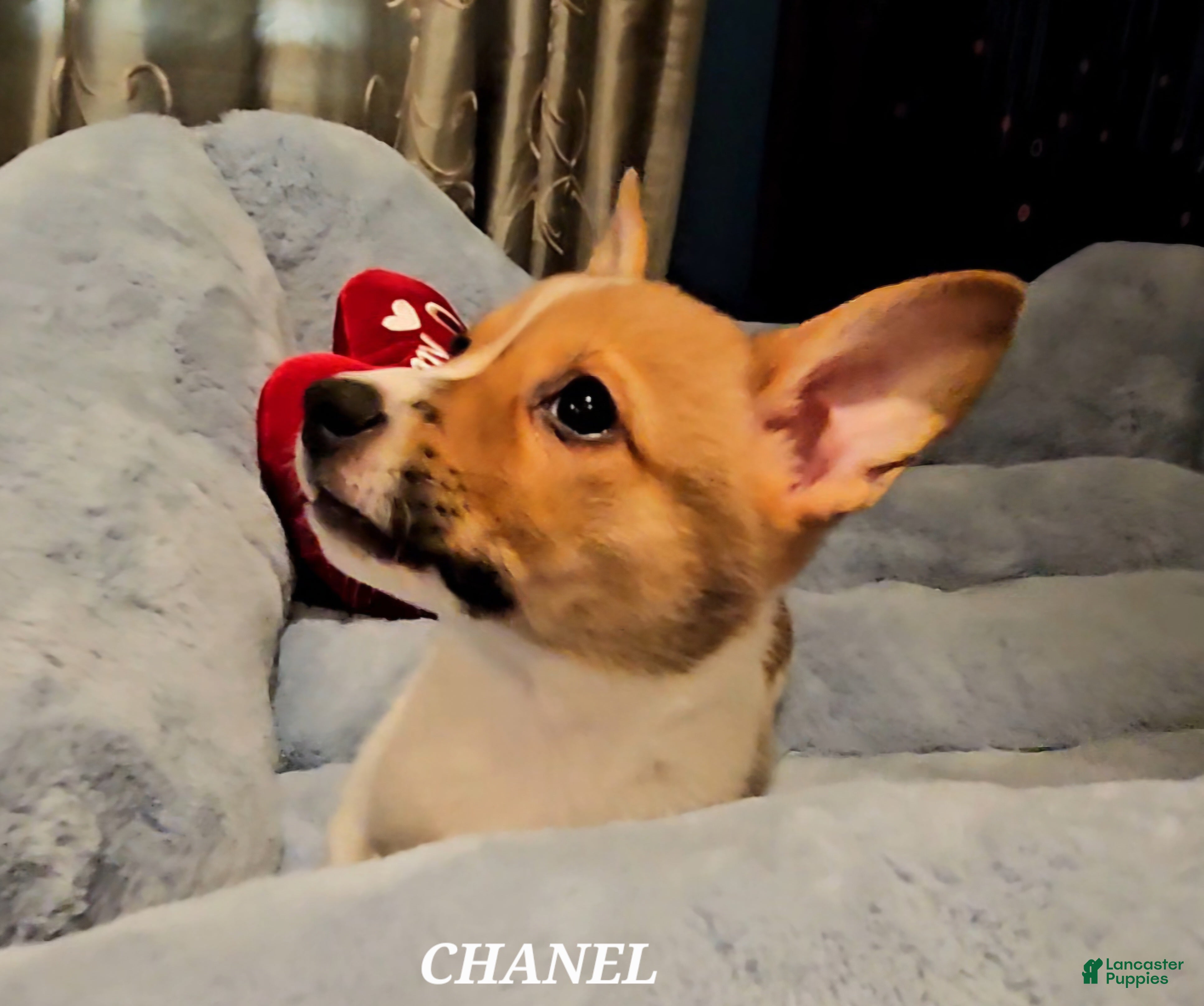 Mixed Breed dogs Chanel - Ad 13