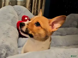 Mixed Breed dogs Chanel - Ad 13