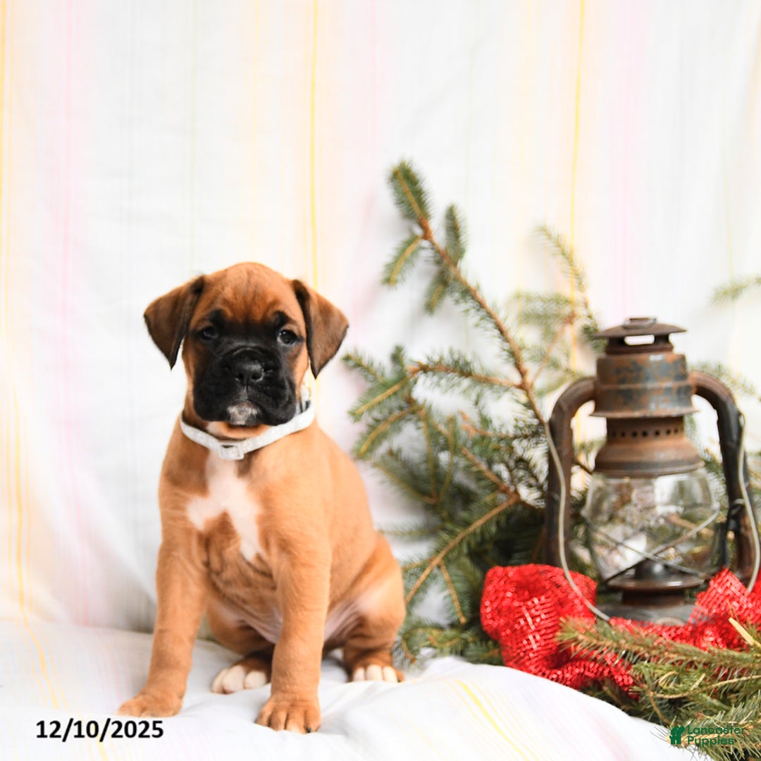 Boxer dogs for sale: Blitzen - Ad 1